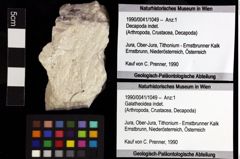 Foto (Objket + Etiketten) von Galatheoidea indet. 